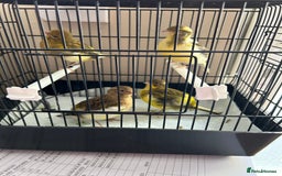 Canaries birds for sale: BEAUTIFUL FIFE CANARIES - Image 2