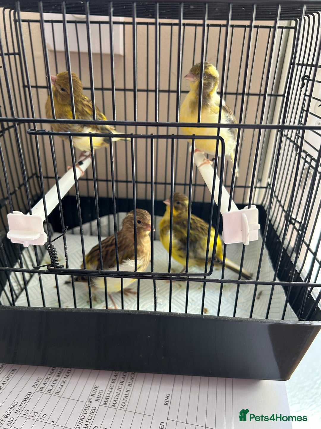Canaries birds for sale: BEAUTIFUL FIFE CANARIES - Image 2