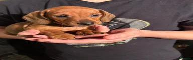 Dachshund Puppy 4