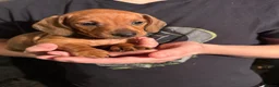 Dachshund dogs for sale: Ready Friday Dachshund puppies  - Advert 7