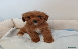 Cockapoo dogs for sale: Adorable F1B red cockapoo puppies  - Image 19