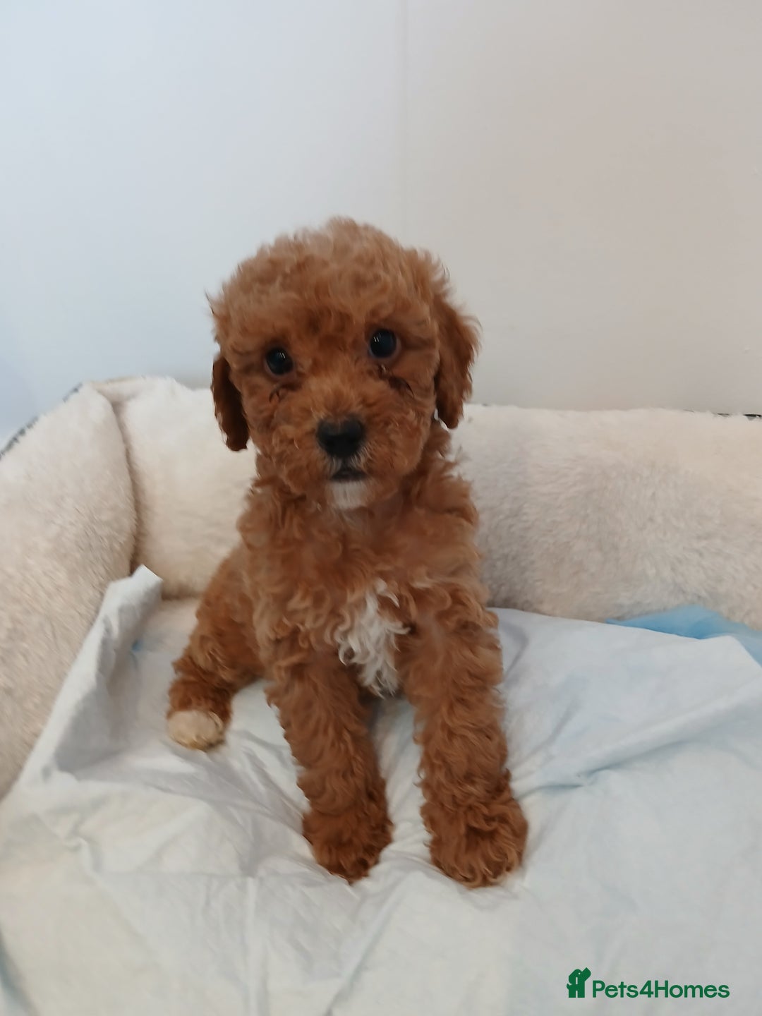 Cockapoo dogs for sale: Adorable F1B red cockapoo puppies  - Image 19