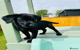 Labrador Retriever dogs for sale: KC Registered Labrador Babies 🐾🐾🐾 - Image 9