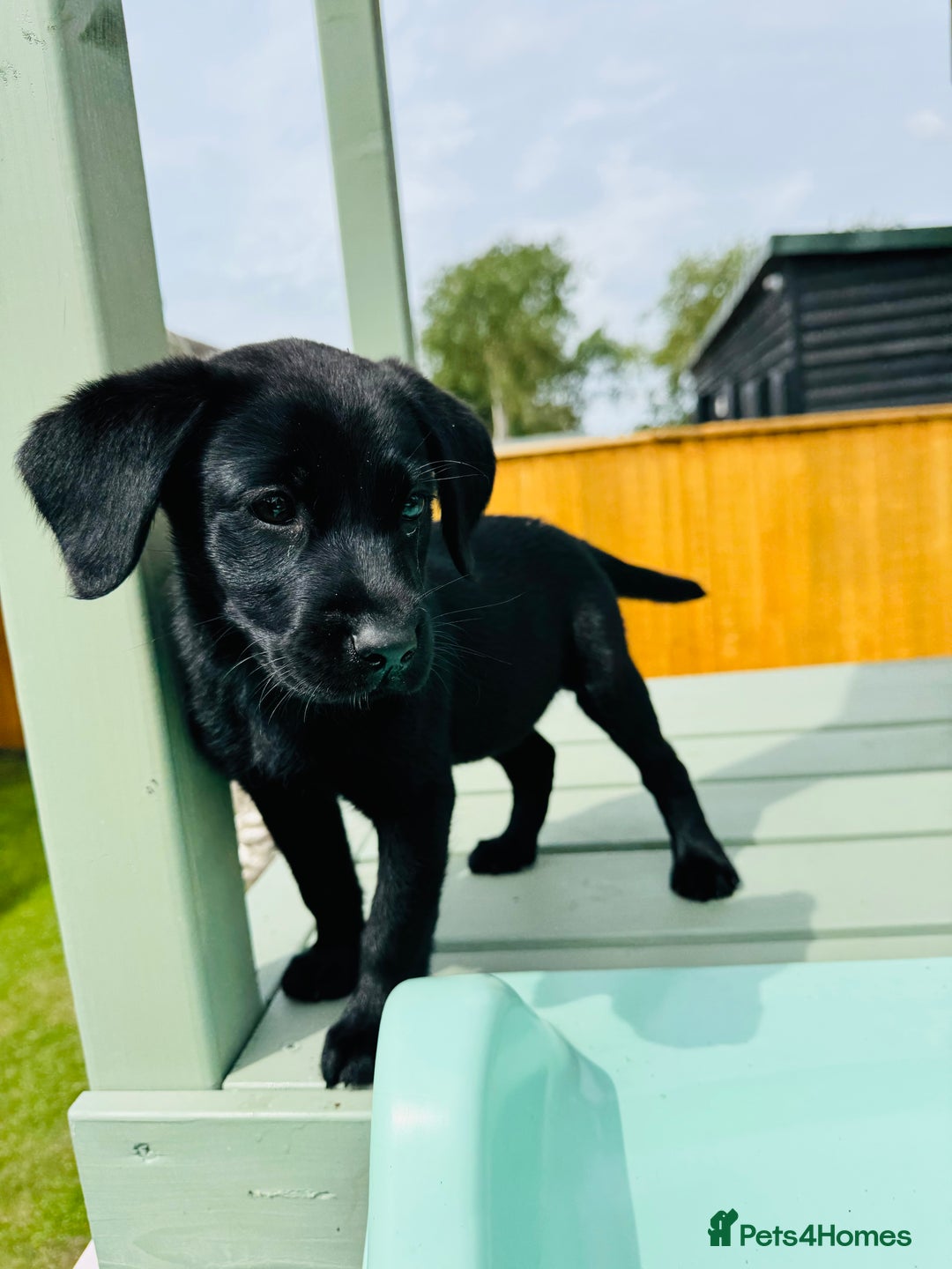 Labrador Retriever dogs for sale: KC Registered Labrador Babies 🐾🐾🐾 - Image 9