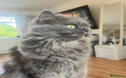 Persian cats for sale: Stunning chinchilla Persian kittens - Image 1