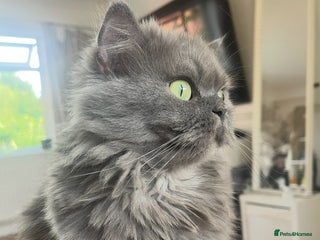 Persian cats Stunning chinchilla Persian kittens - Advert 2