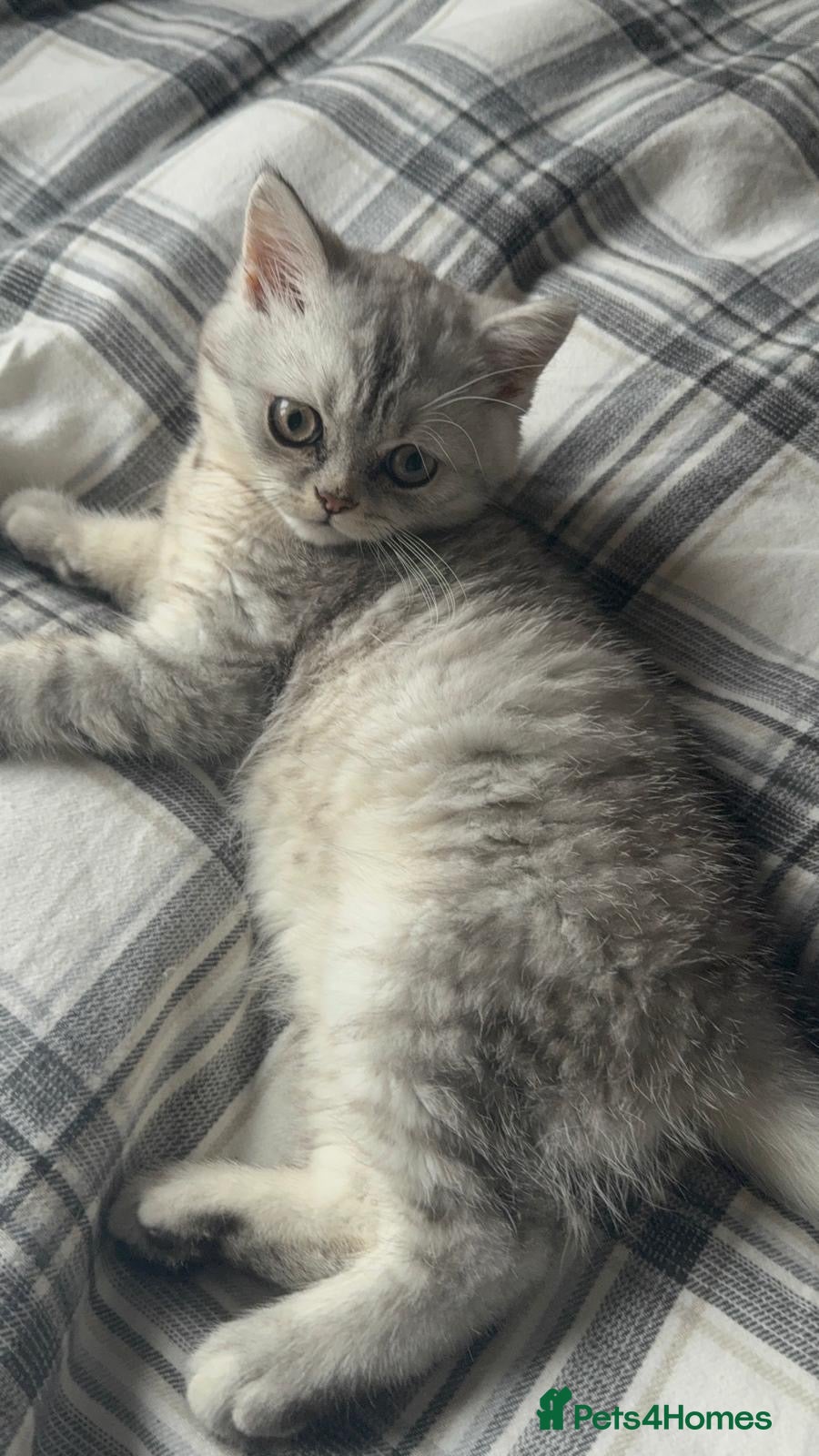 Persian cats Gorgeous pedigree chinchilla kitten  - Advert 3