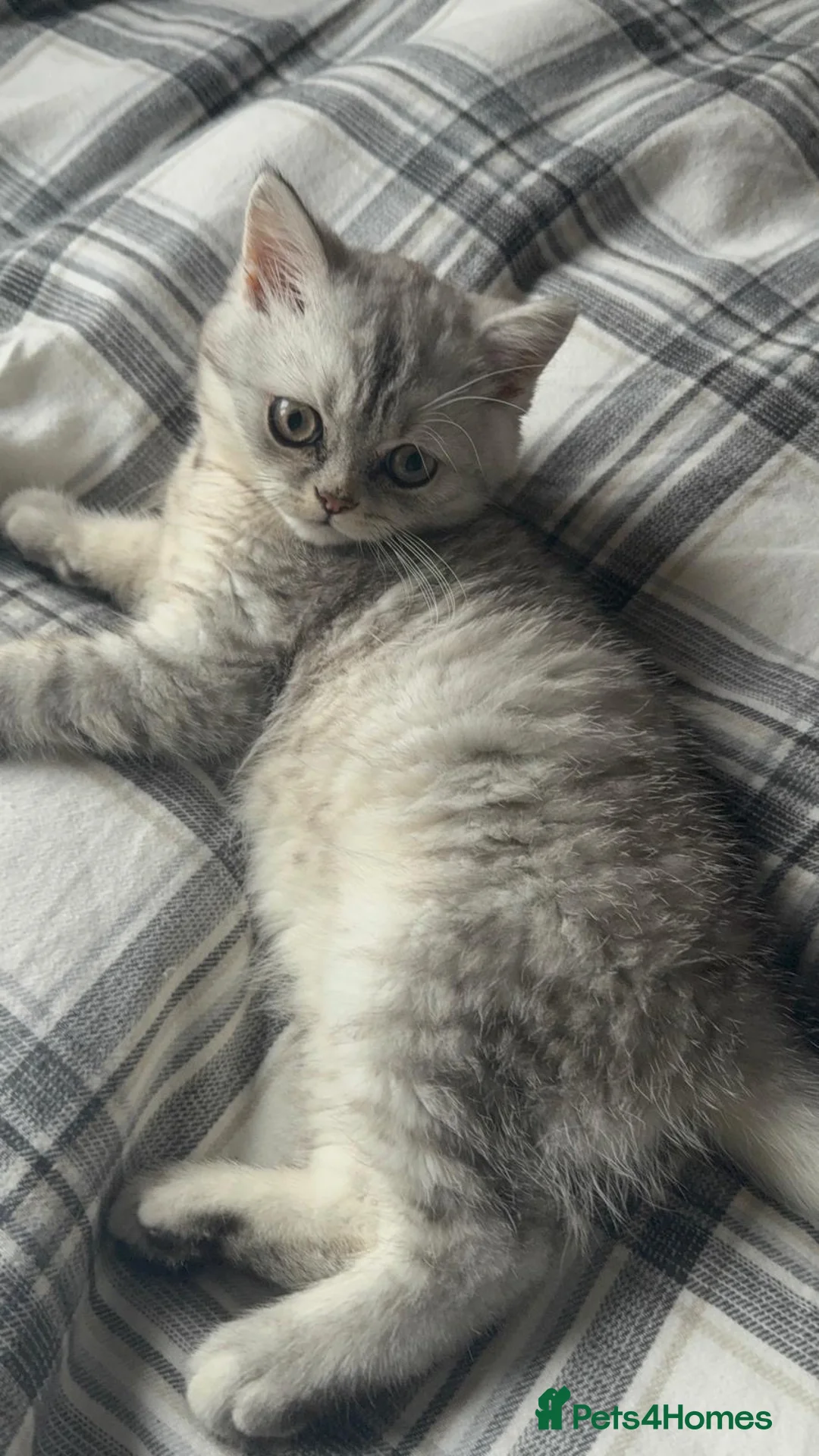 Persian cats for sale: Kitten Sold - Advert 1