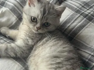 Persian cats Gorgeous pedigree chinchilla kitten - Advert 3