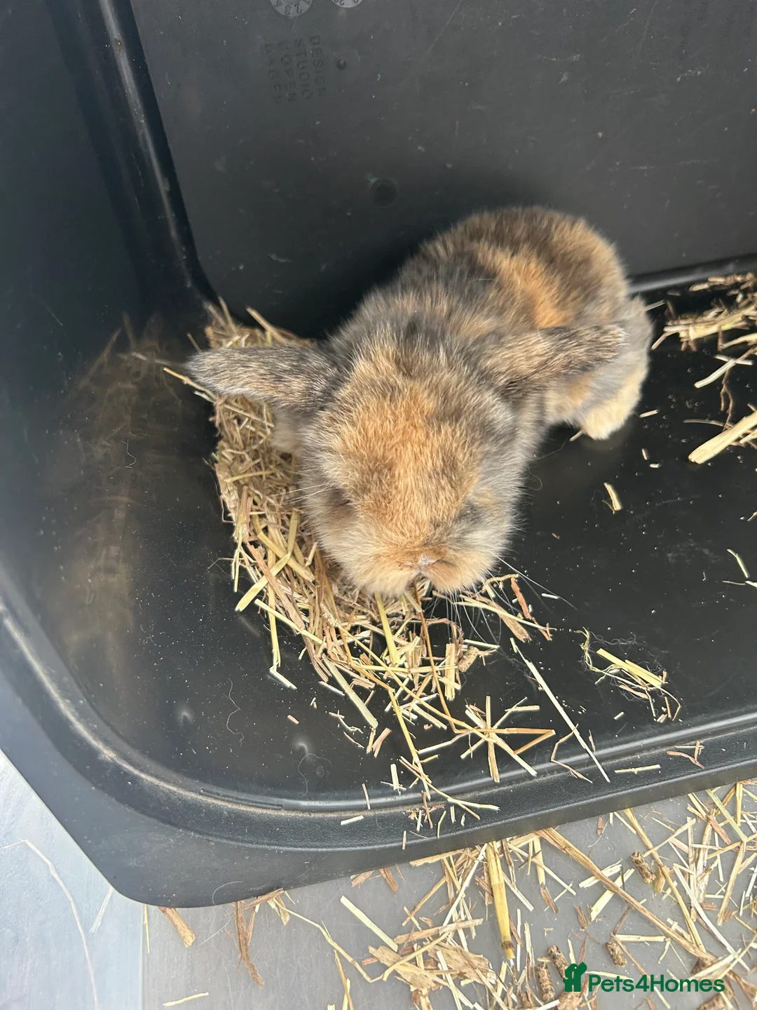 Mini Lop rabbits for sale: Mini Lop Babies - Advert 10