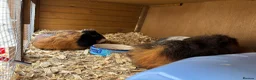 Guinea Pig rodents for sale: Guinea pigs for sale  in Caernarfon - Advert 11