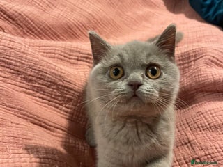British Shorthair cats British Shorthair, Ready to be rehomed - Advert 17