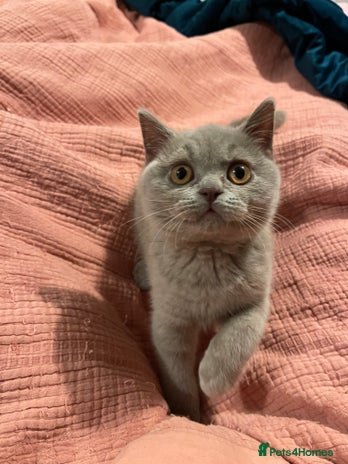 British Shorthair cats British Shorthair, Ready to be rehomed - Advert 2