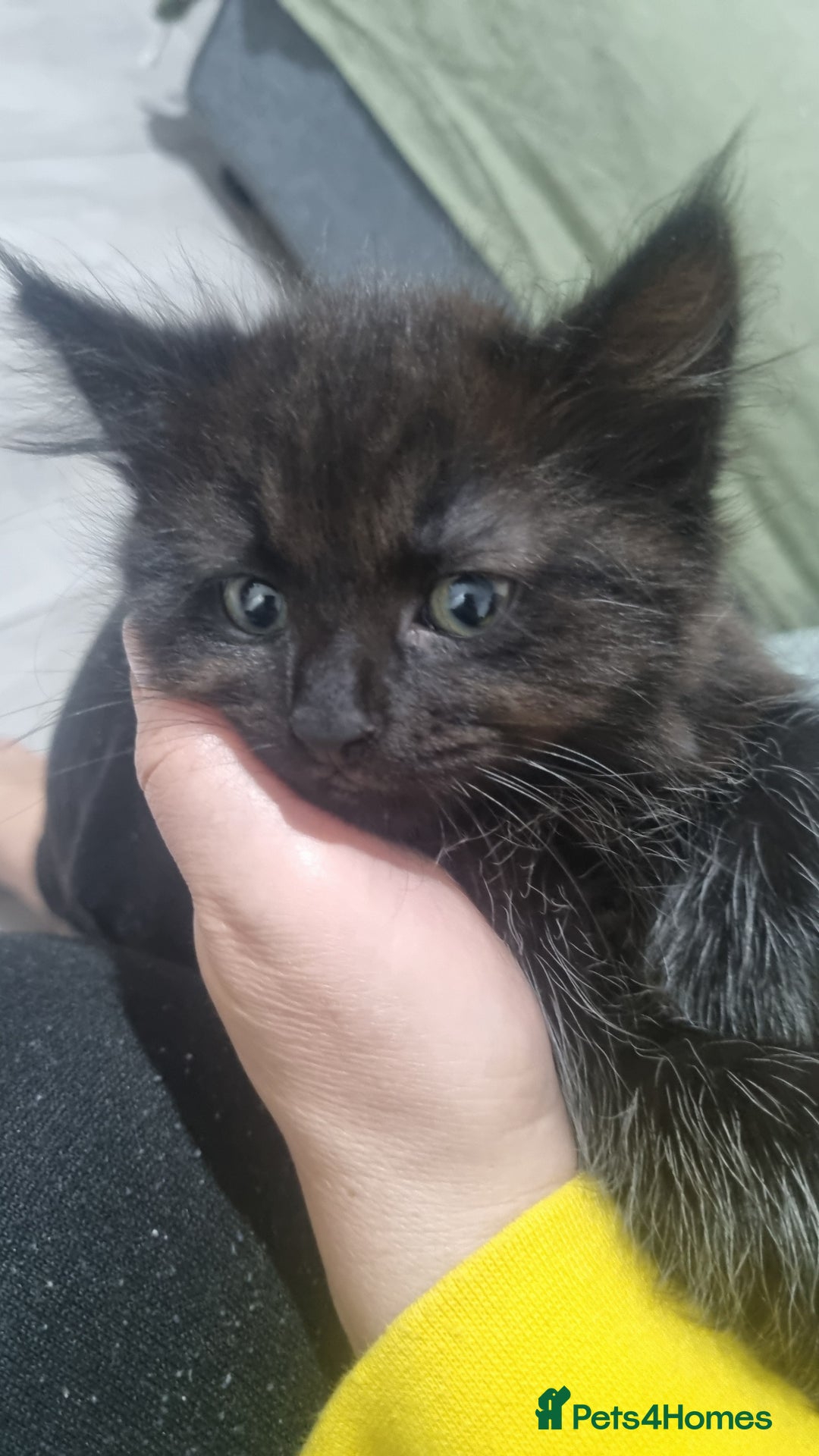 Turkish Angora cats for sale: Beautiful Fluffy Kittens Looking for Loving Homes - Image 34
