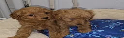 Cavapoo dogs for sale: 🐾 Beautiful Ruby Red F2B Toy Cavapoo Puppies 🐾 - Advert 6