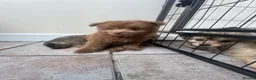 Mixed Breed dogs for sale: Pomeranian x Cavachon Puppies  in Strathaven - Advert 14