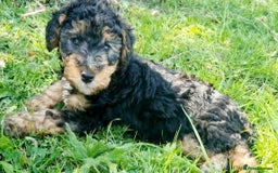 Mixed Breed dogs for sale: ABSOLUTELY STUNNING FOXYPOO PUPPIES - Image 16