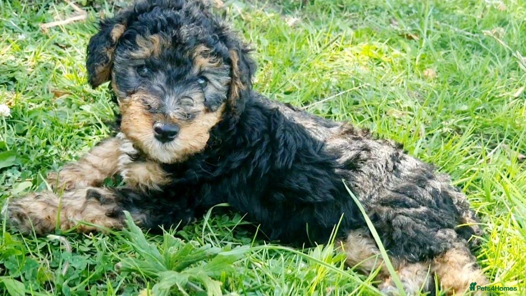 Mixed Breed dogs for sale: ABSOLUTELY STUNNING FOXYPOO PUPPIES - Image 16