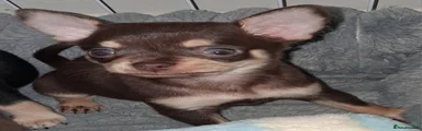 Pomchi 2