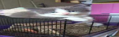 Kitten 1
