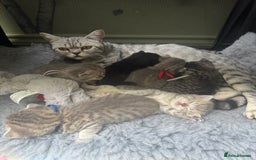 Scottish Fold cats for sale: Scottish fold/ Scottish striaght BSH kittens  - Image 5