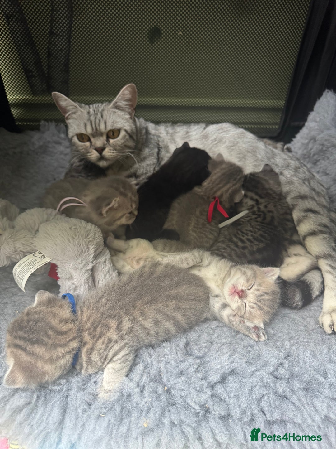 Scottish Fold cats for sale: Scottish fold/ Scottish striaght BSH kittens  - Image 5