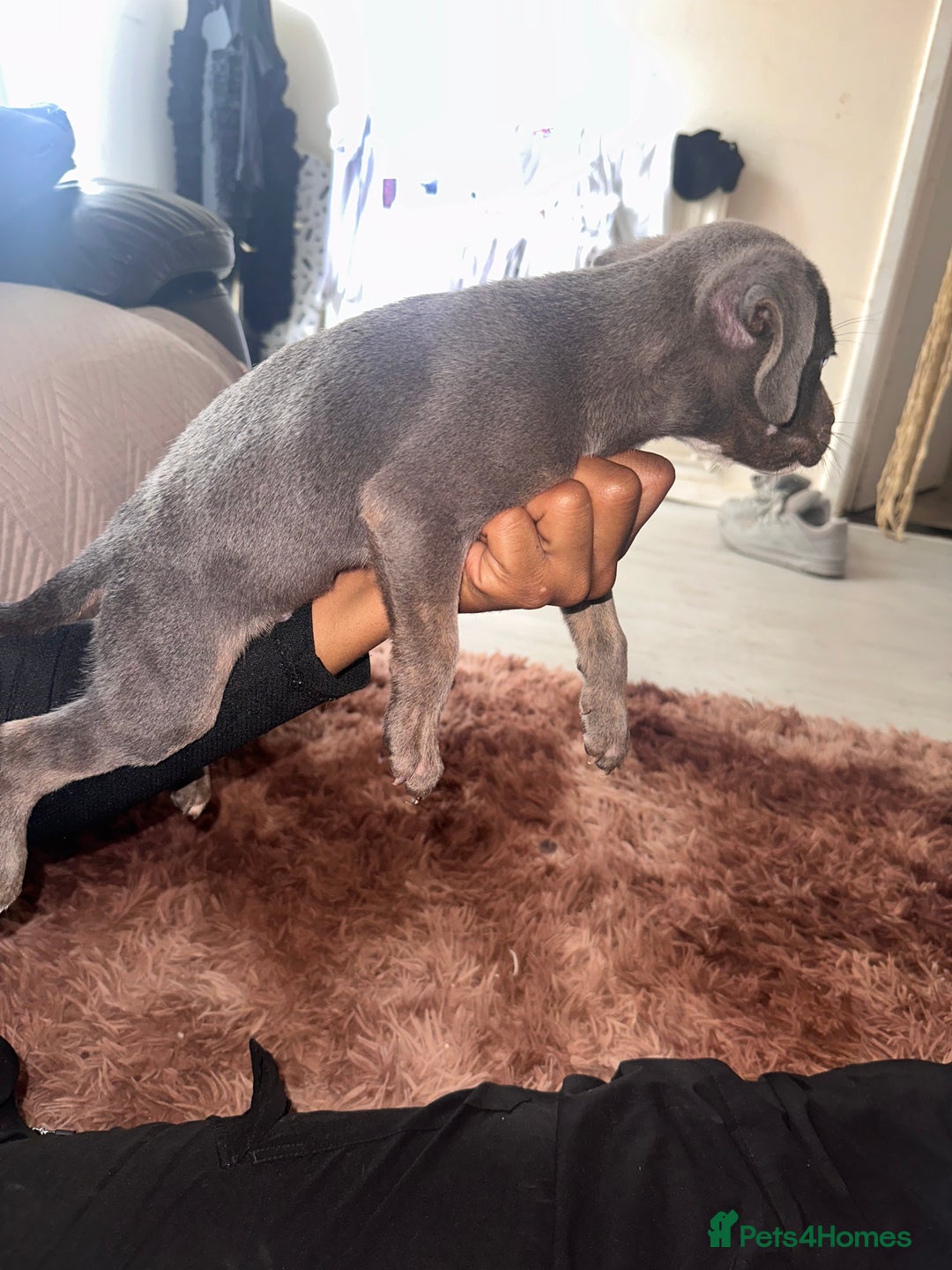 Mixed Breed dogs for sale: Mixed breed for cheap  - Image 20