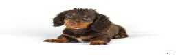 Miniature Dachshund dogs for sale: 4 male Dachshunds - Advert 3
