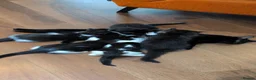 Mixed Breed cats for sale: Pair of Domestic Shorthair tuxedo kittens for sale - Advert 2