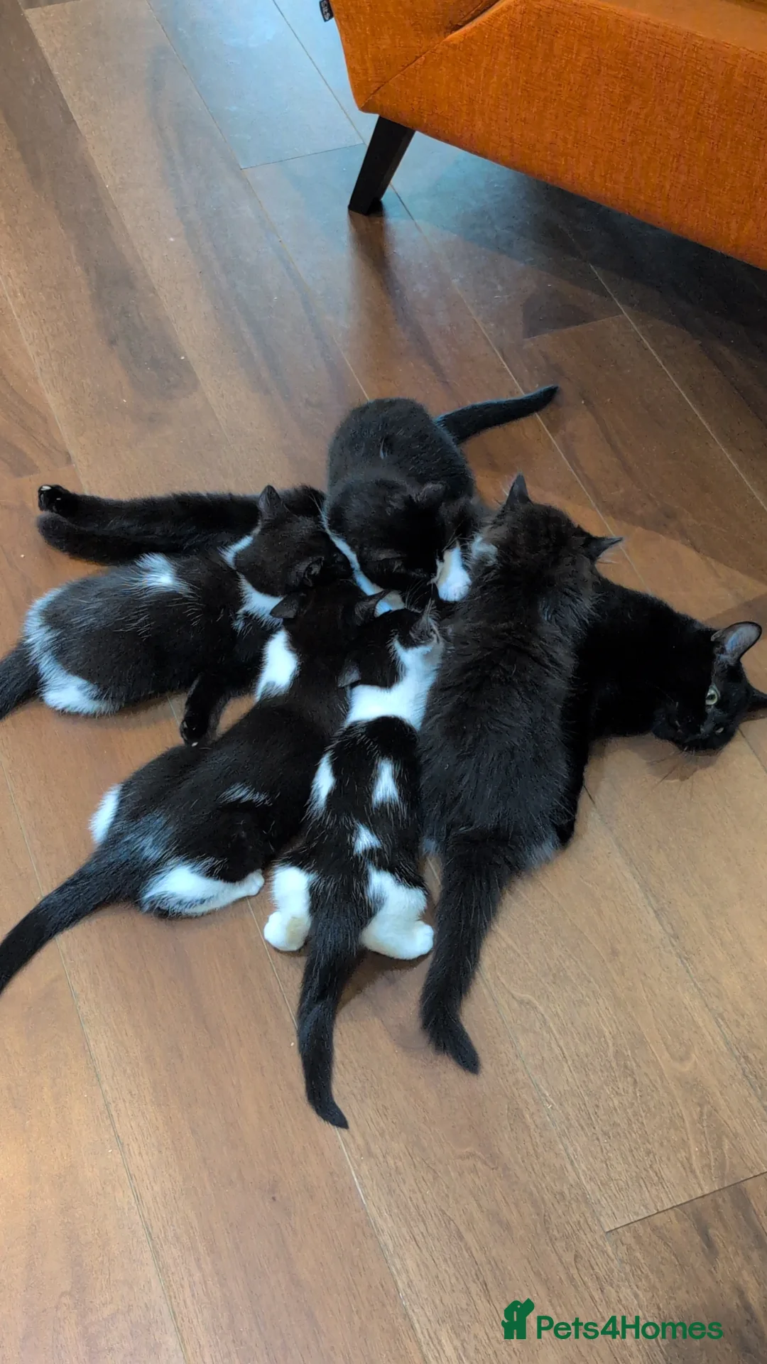 Mixed Breed cats for sale: Pair of Domestic Shorthair tuxedo kittens for sale - Advert 2