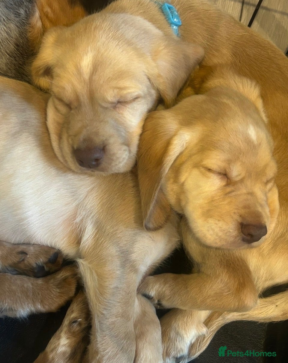 Cocker Spaniel dogs Cocker spaniel puppy’s  - Advert 12