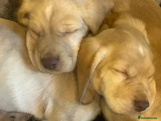 Cocker Spaniel dogs Cocker spaniel puppy’s - Advert 12