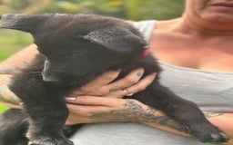 German Shepherd dogs for sale: German shepherd puppies ready to leave now - Image 28