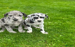 Great Dane dogs for sale: Outstanding litter of Great Danes  - Image 1