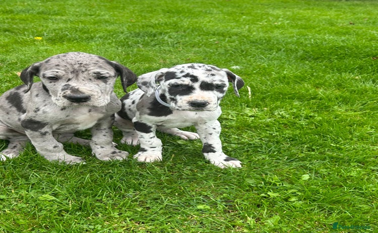 Great Dane dogs - Advert 1