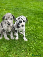 Great Dane dogs - Advert 4