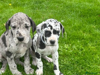 Great Dane dogs - Advert 2