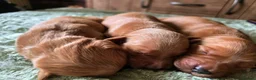 Golden Retriever dogs for sale: 🌟 Beautiful Dark Golden Retriever Puppies 🌟 - Advert 5