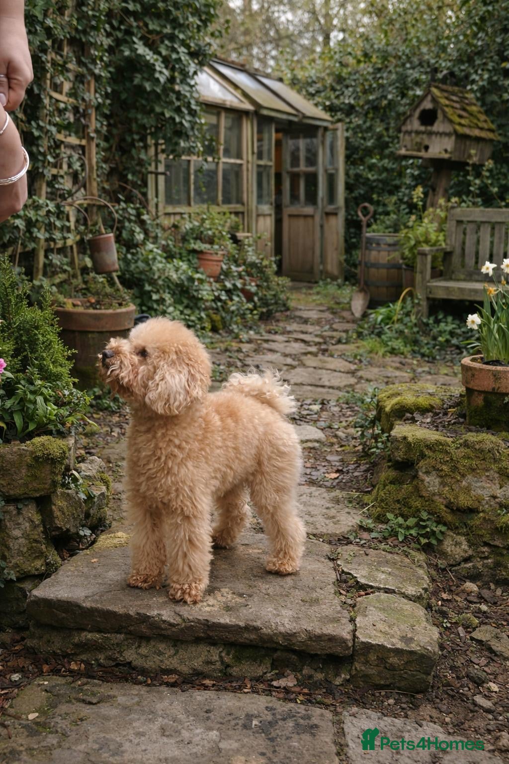 Toy Poodle dogs Kc reg stunning tiny toy poodle excellent sire  - Advert 1