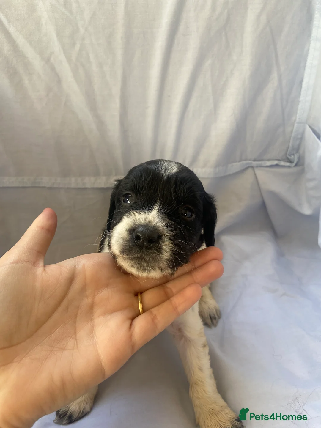 Cocker Spaniel dogs for sale: Working type Cocker Spaniel Puppies 🐶🐾  - Advert 8