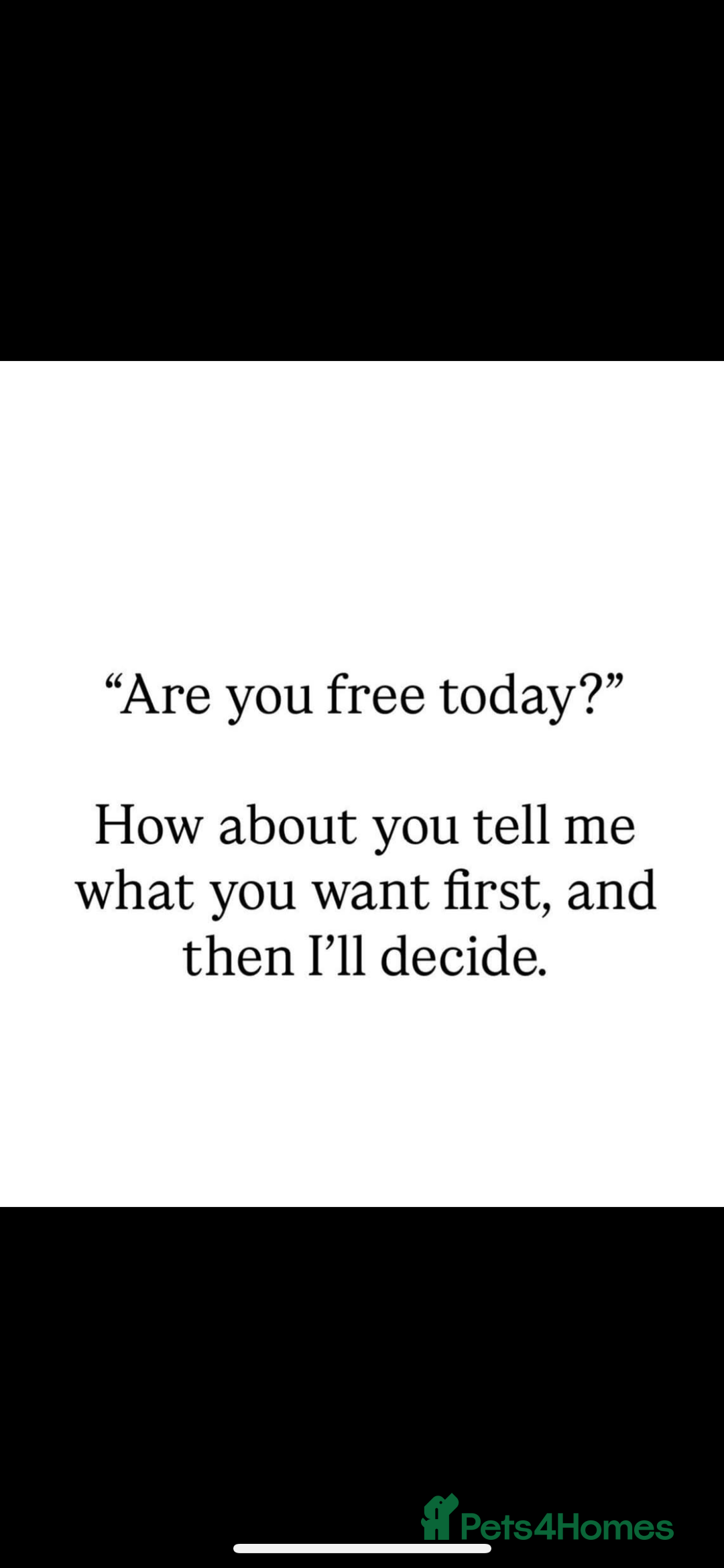 Cockapoo dogs for sale: Stunning health tested F1b cockerpoo puppies - Advert 15