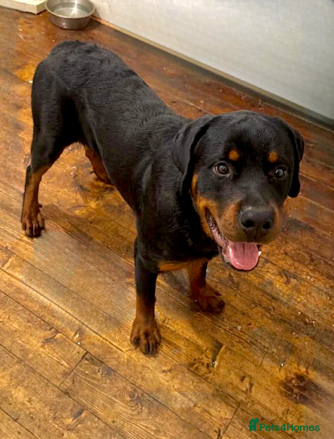 Rottweiler dogs for sale: Rottweiler pup Beautiful Boy 10 months £550 Essex  - Advert 3