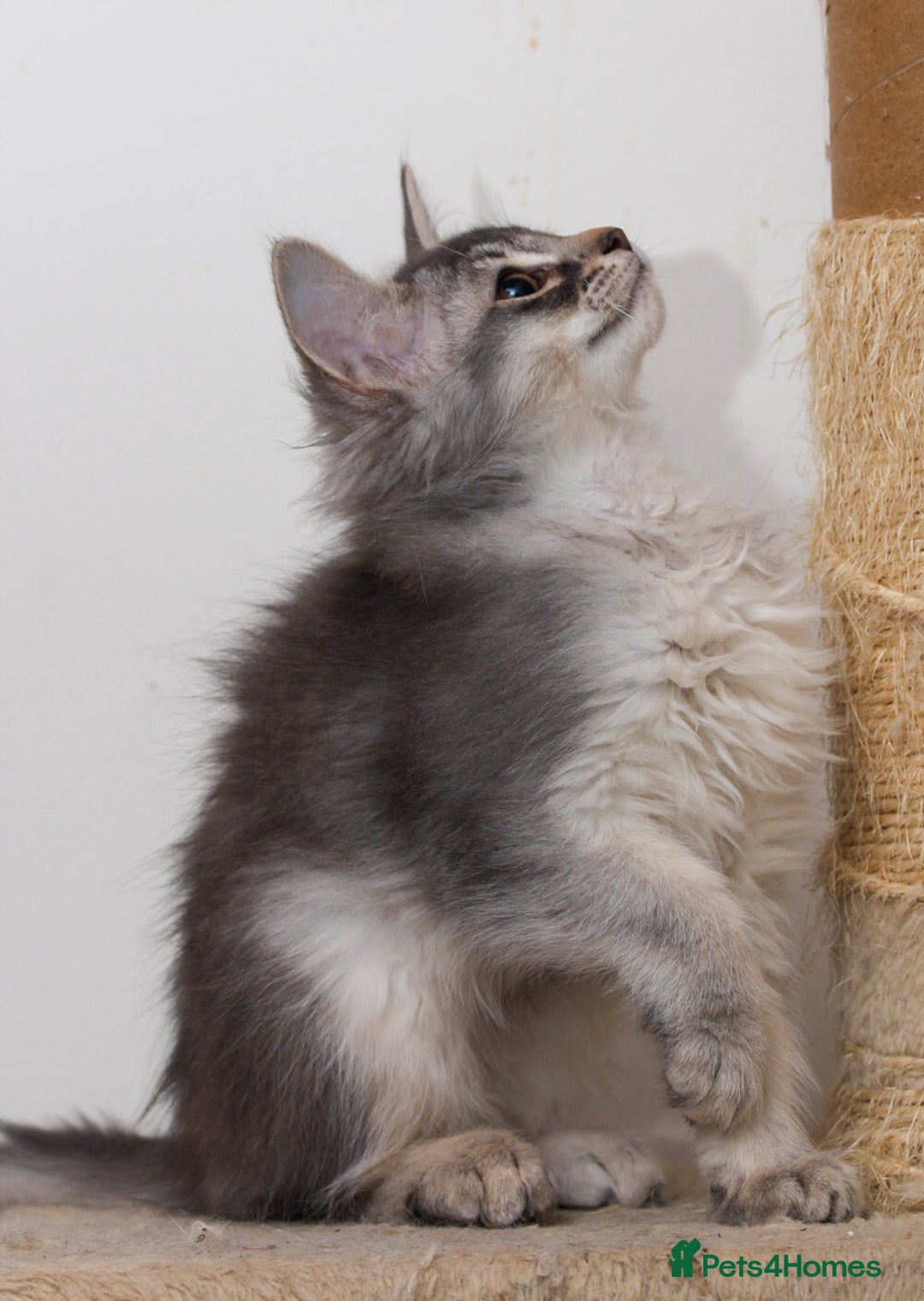 Somali cats for sale: Blue silver female Somali - Advert 10