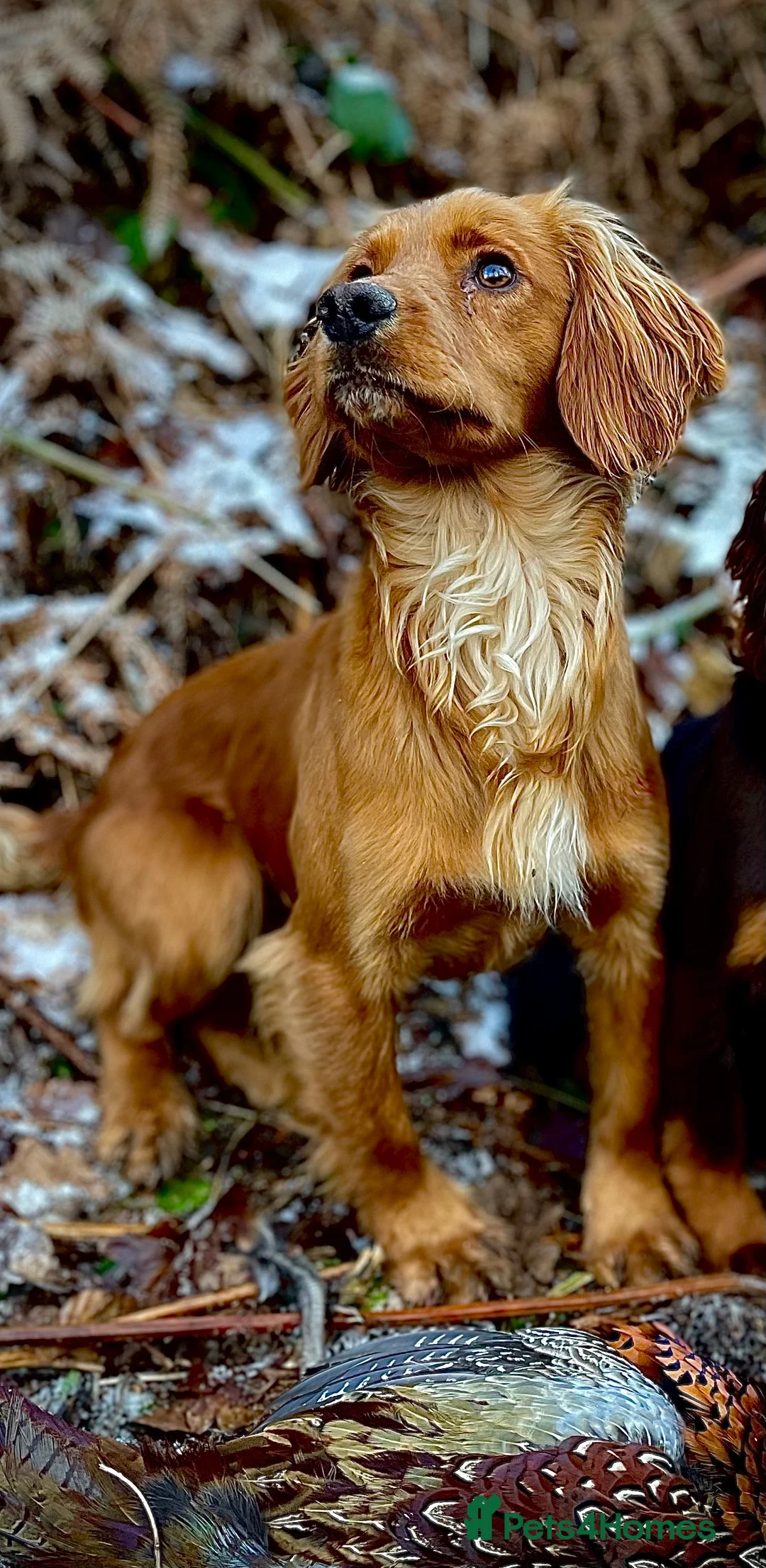 Cocker Spaniel dogs for stud: Small, Compact Health Tested Working Cocker at Stu in Harrogate - Advert 5