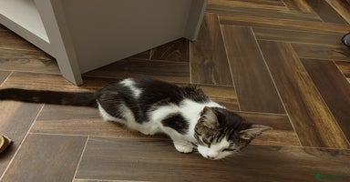 Bengal cats - Advert 9