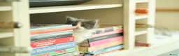 Ragdoll cats for sale: Ragdoll Cross Kittens Looking for Forever Home - Advert 17