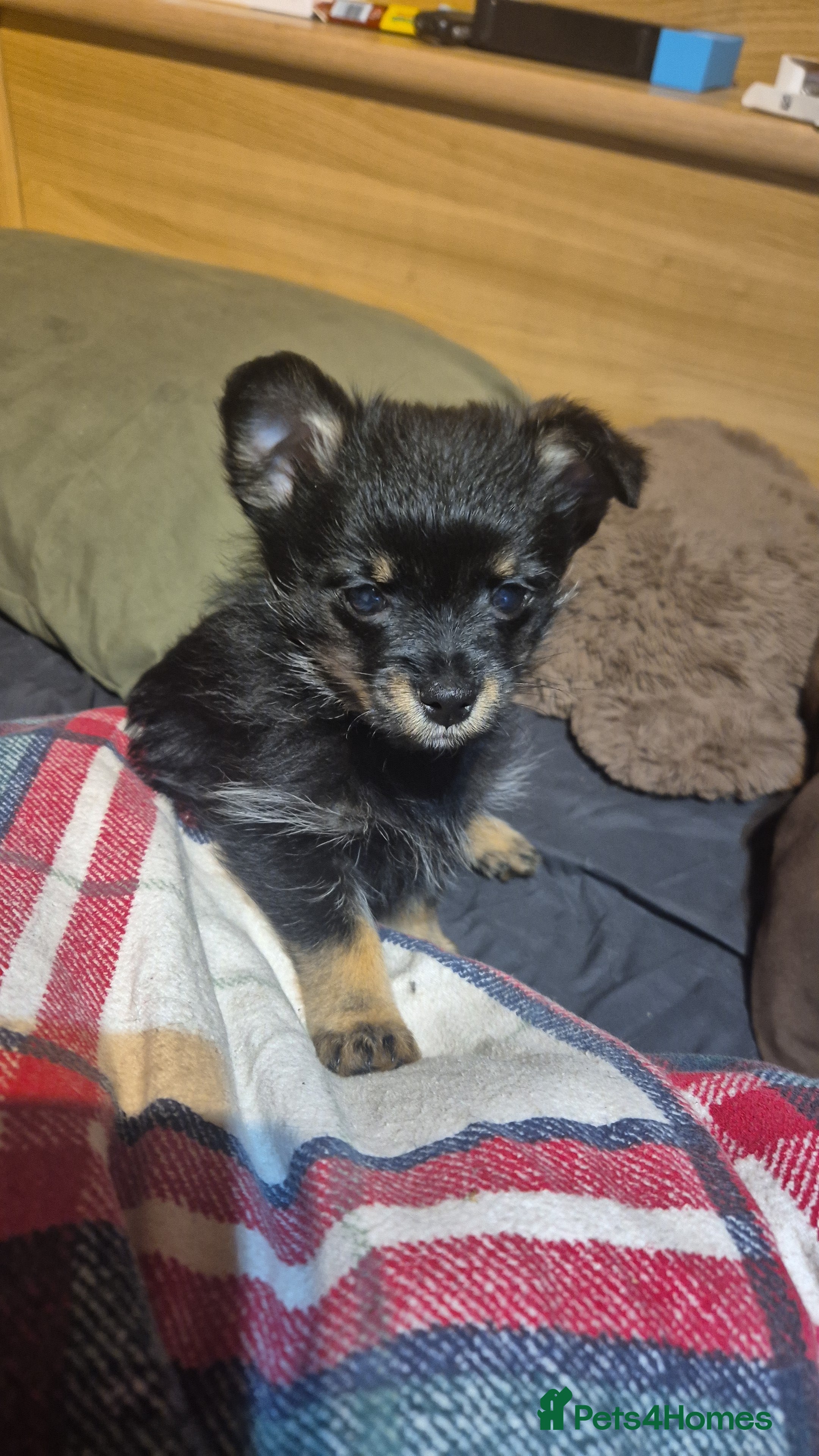 Mixed Breed dogs For sale Toy Yorkshire&Pomeranian mix boys  🐶  - Advert 1