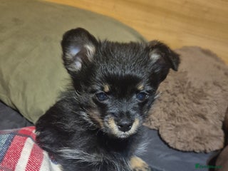 Mixed Breed dogs For sale Toy Yorkshire&Pomeranian mix boys 🐶 - Advert 3