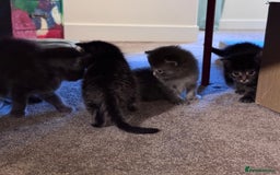 Mixed Breed cats for sale: 5 Beautiful Kittens for Sale - Image 6