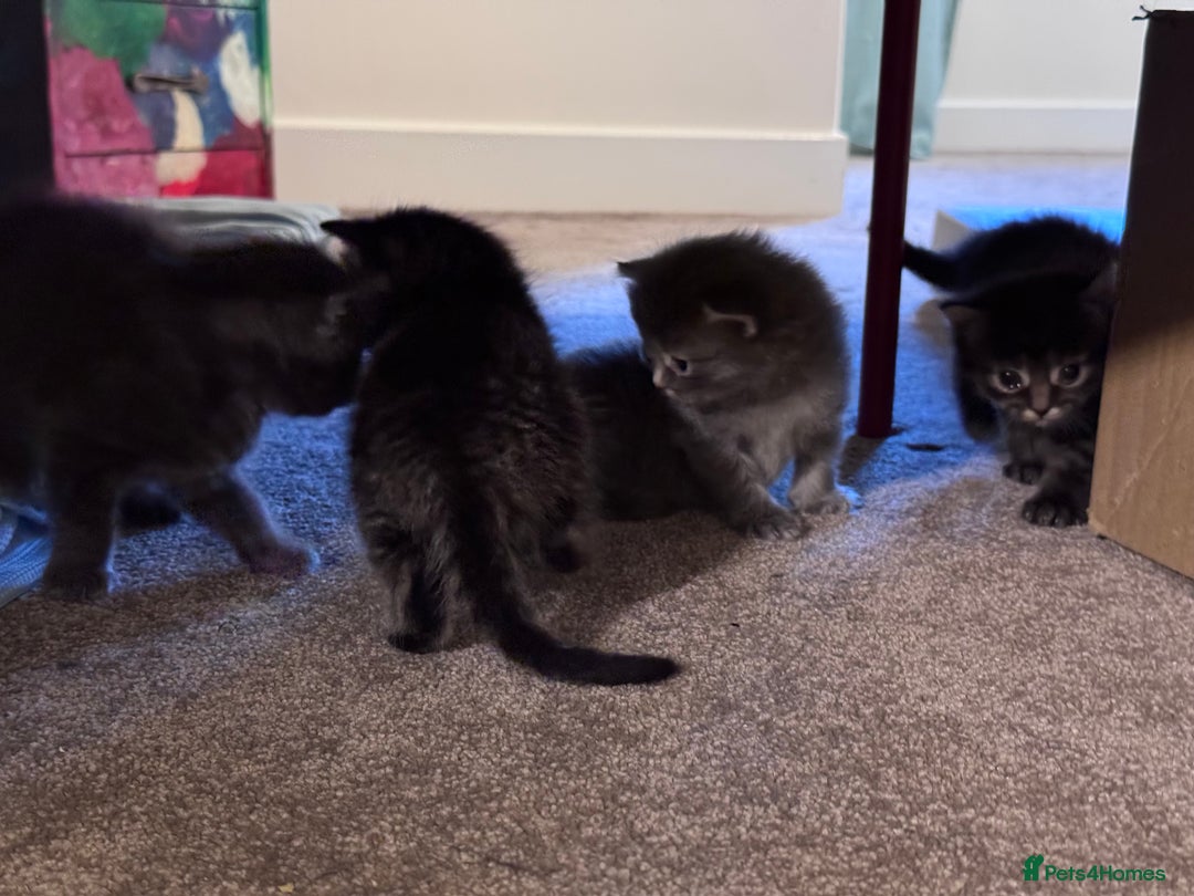 Mixed Breed cats for sale: 5 Beautiful Kittens for Sale - Image 6